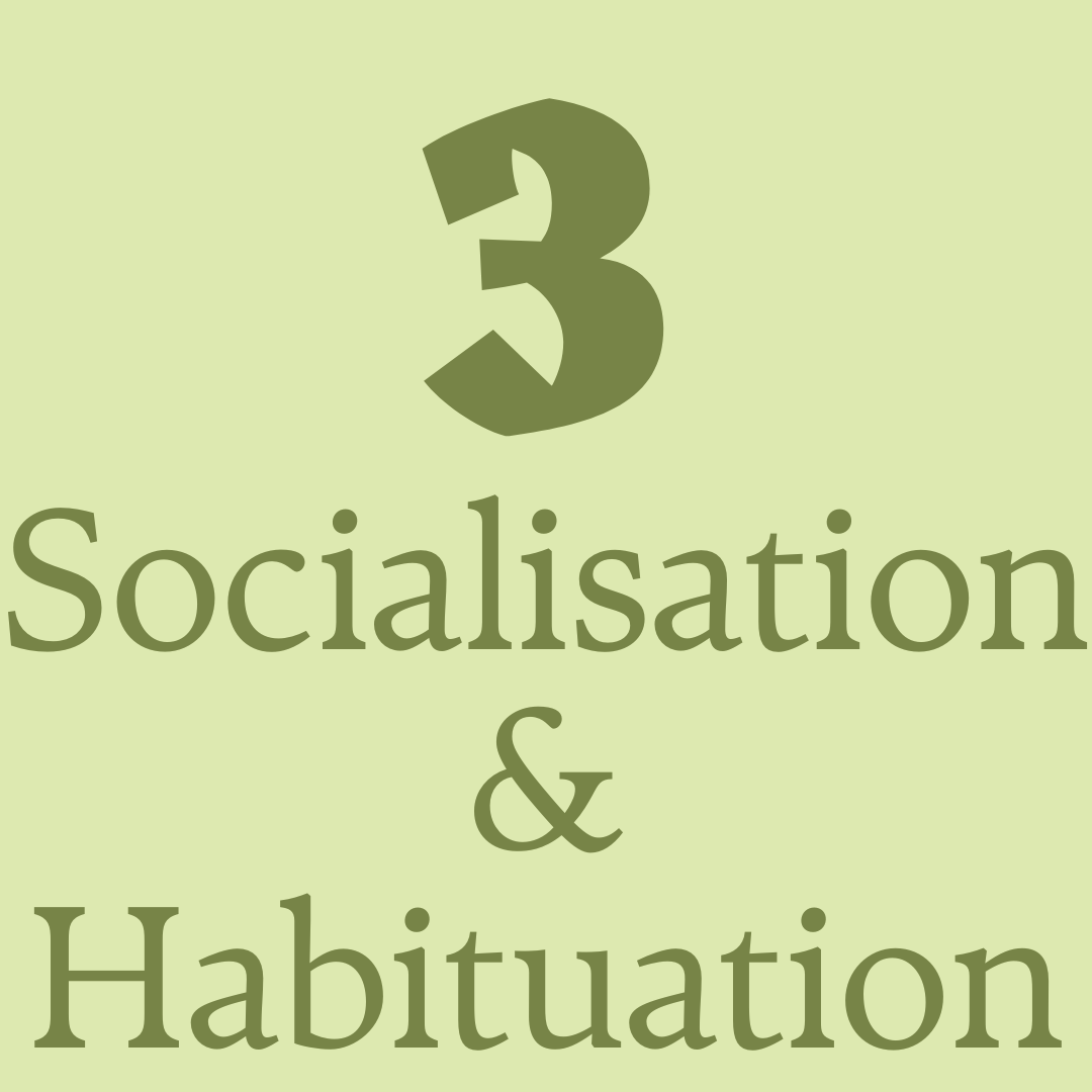 Number three socialisation and habituation on green