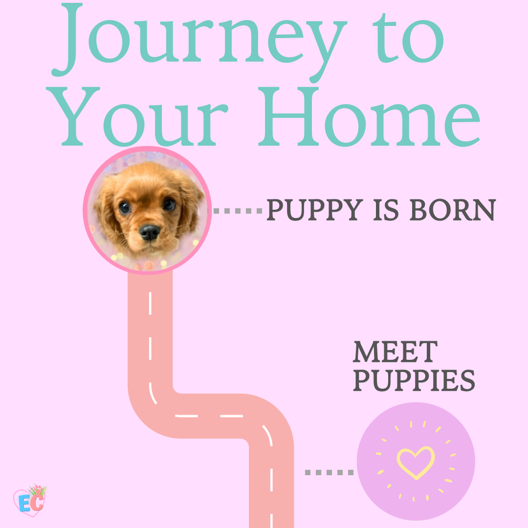 Top half of puppy journey to your home with puppy is born and meet puppies with large peach road and light purple background and a puppy in a circle