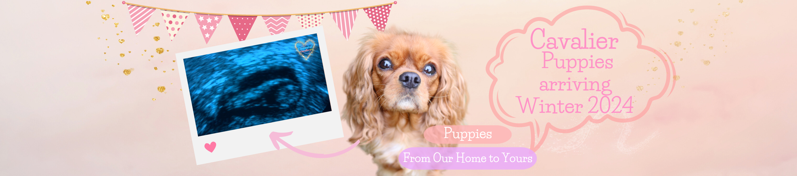 Quorra with a picture of a pregnancy scan saying that Cavalier puppies arriving Winter 2024 and puppies from our home to yours and pretty pink themed bunting across the top