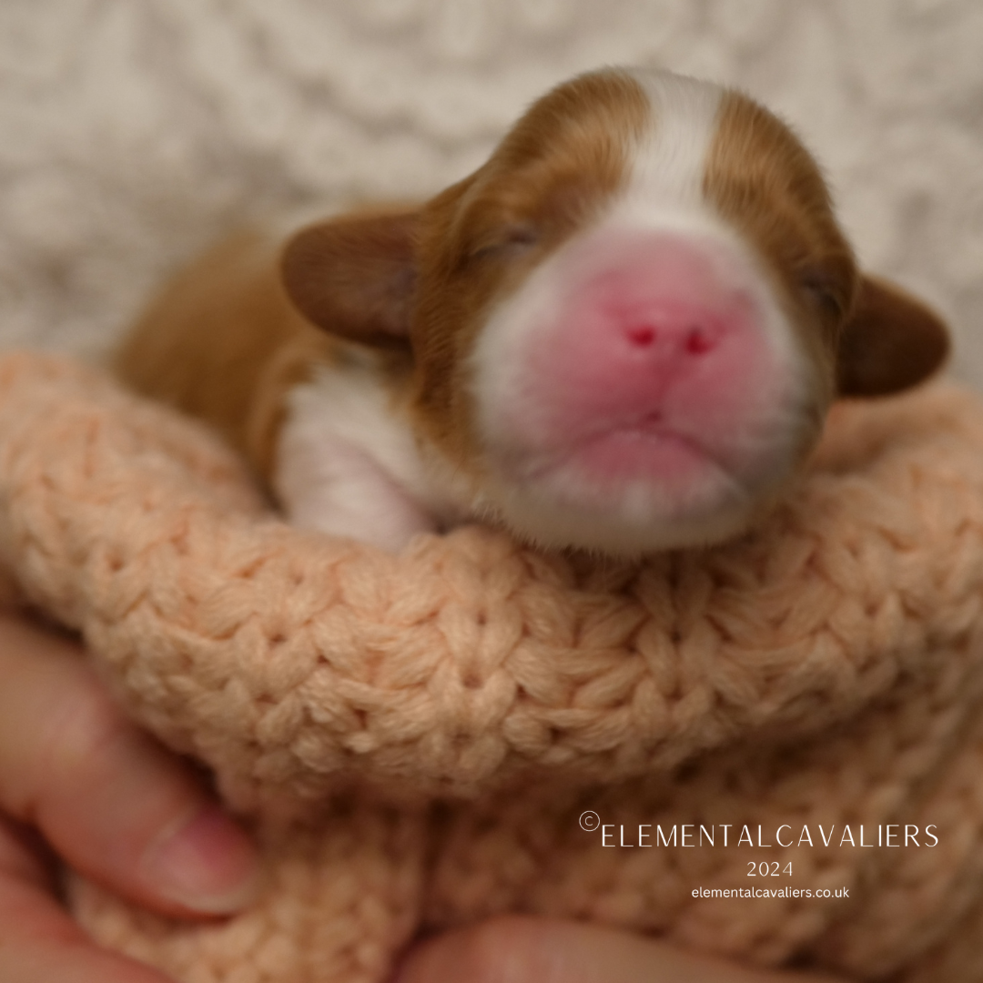 Theo as a newborn puppy being held in Suzie's hands in a folded over peach woollen blanket