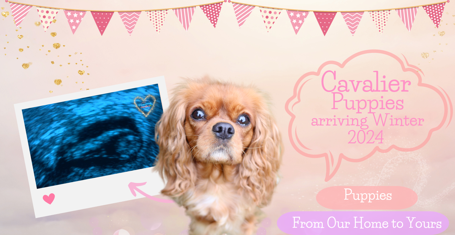 Quorra with a picture of a pregnancy scan saying that Cavalier puppies arriving Winter 2024 and puppies from our home to yours and pretty pink themed bunting across the top