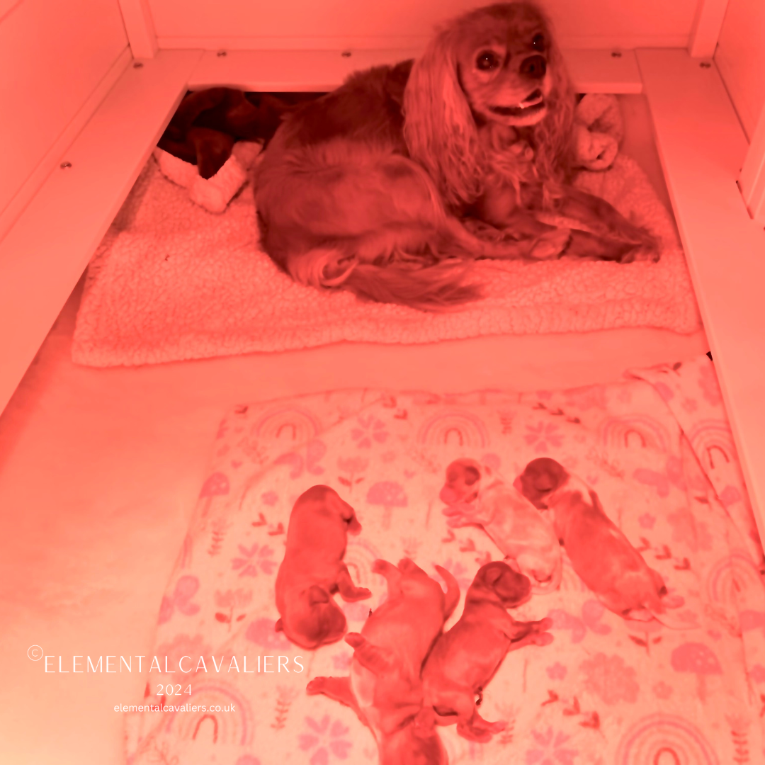 Quorra happily laying in a white whelping box with her five newborn puppies