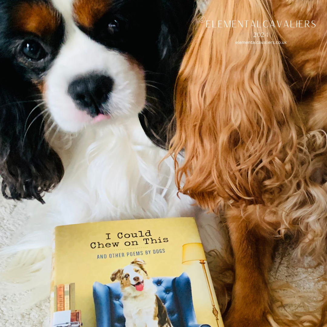 Philippe the Cavalier King Charles Spaneil sticks his tongue out looking at the book I Could Chew On This and Other Poems by Dogs