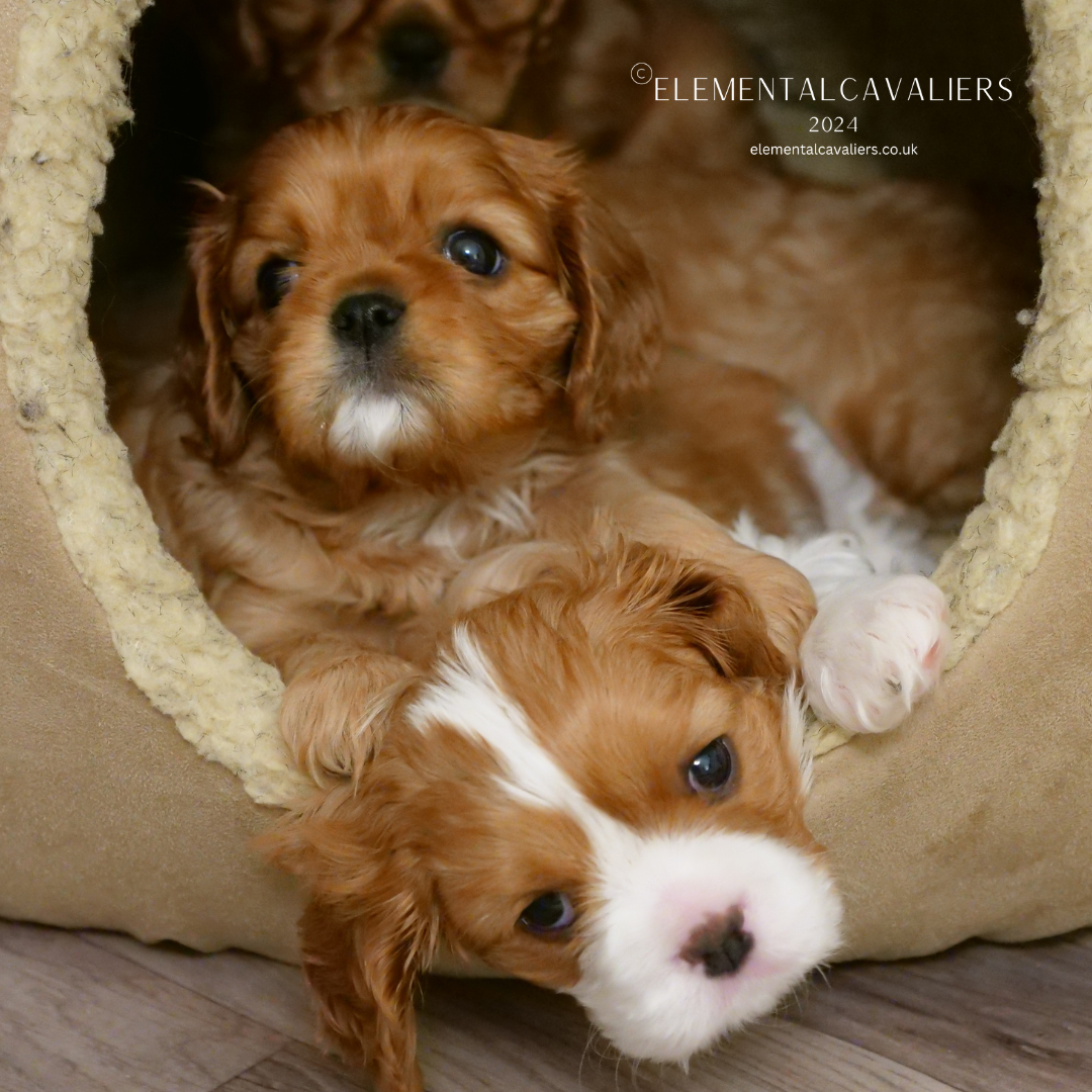 Five week old puppies in a pod bed