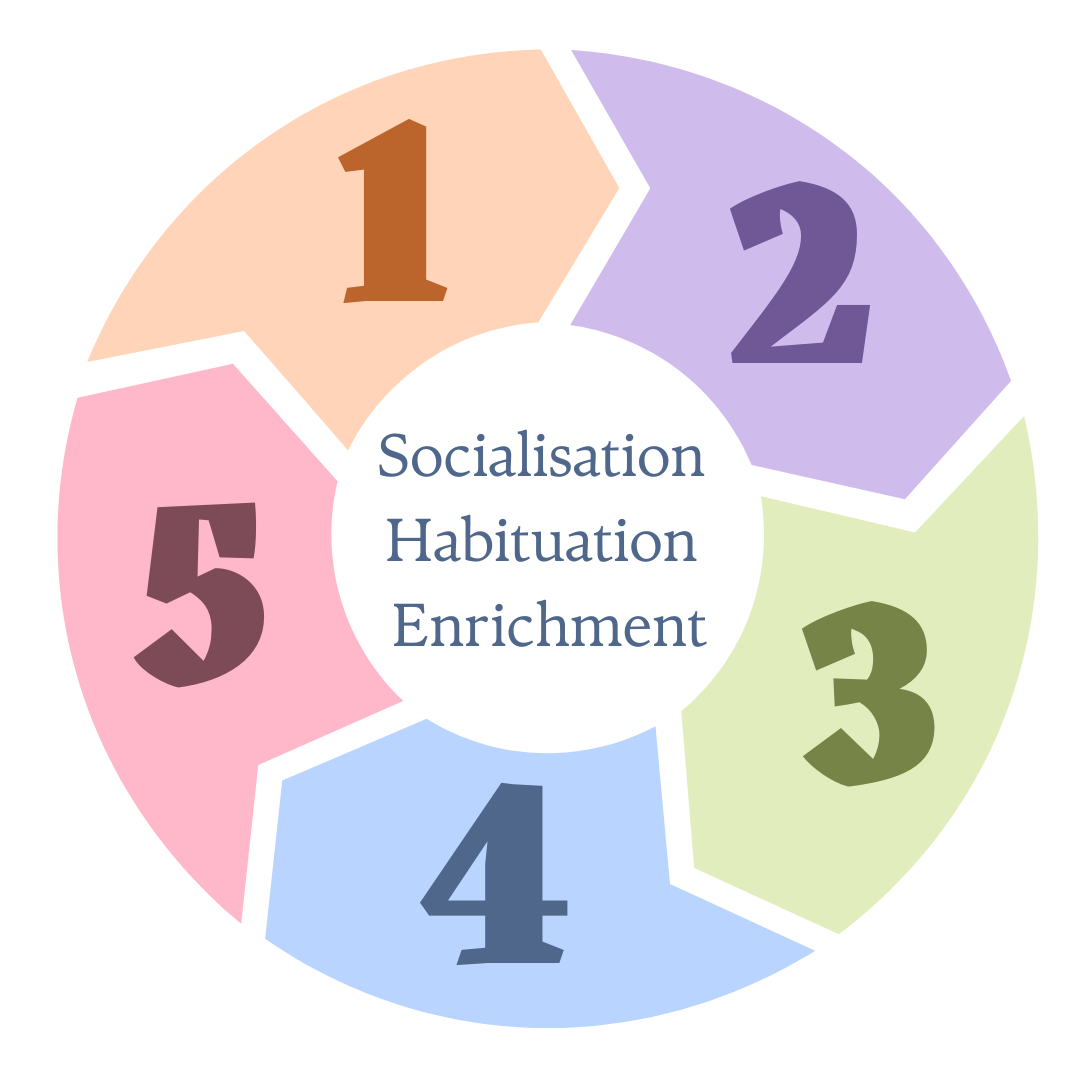 Circle with five coloured sections and numbers one to five in a segment each and the words socialisation habituation and enrichment at the centre