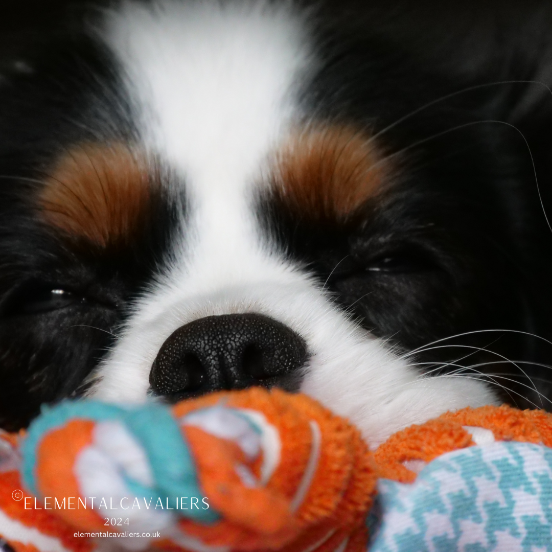 Philippe the Tricolour Cavalier shows mostly just his nose behind his orange fox knot toy from Kong