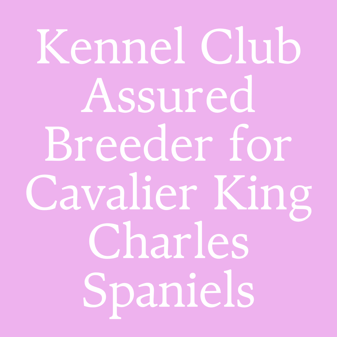 Kennel Club Assured Breeder for Cavalier King Charles Spaniel