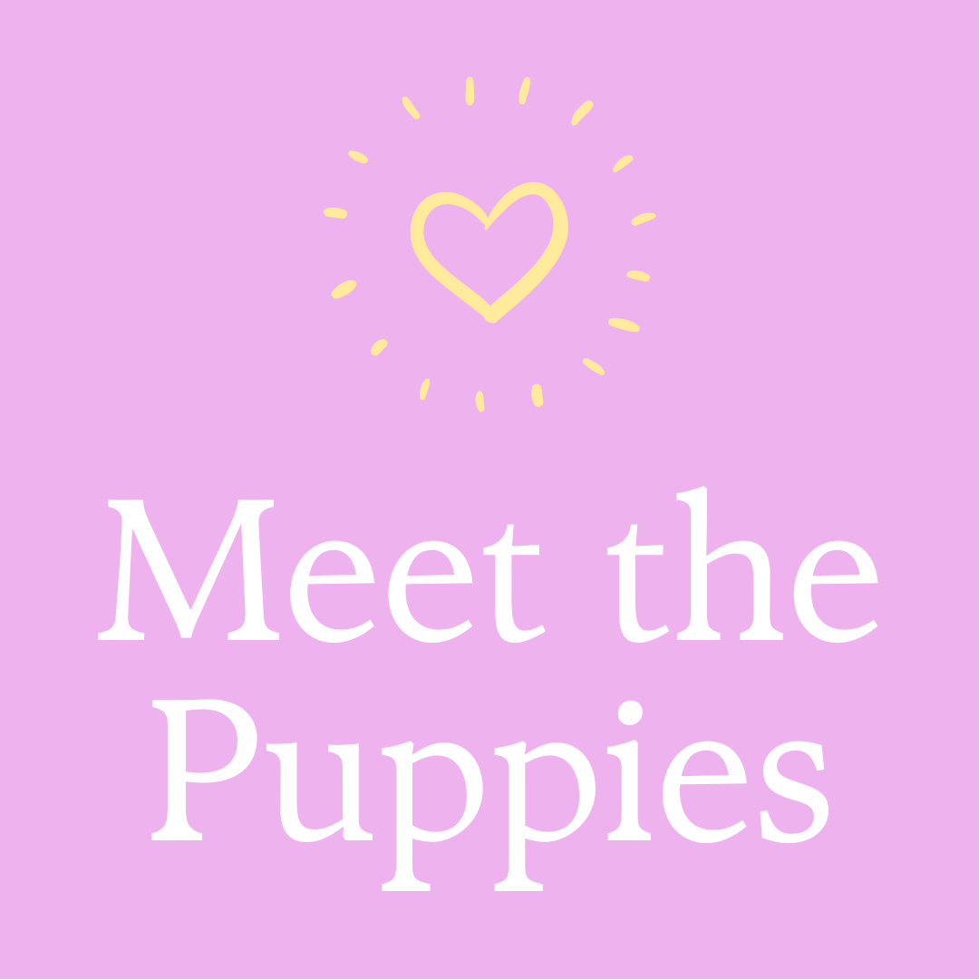 Meet the puppies with a yellow heart and shine marks from it