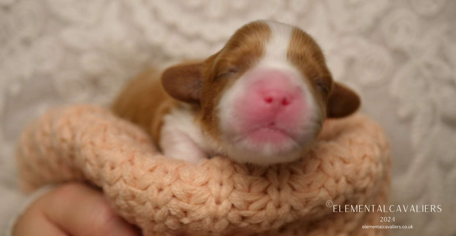 Theo as a newborn puppy being held in Suzie's hands in a folded over peach woollen blanket