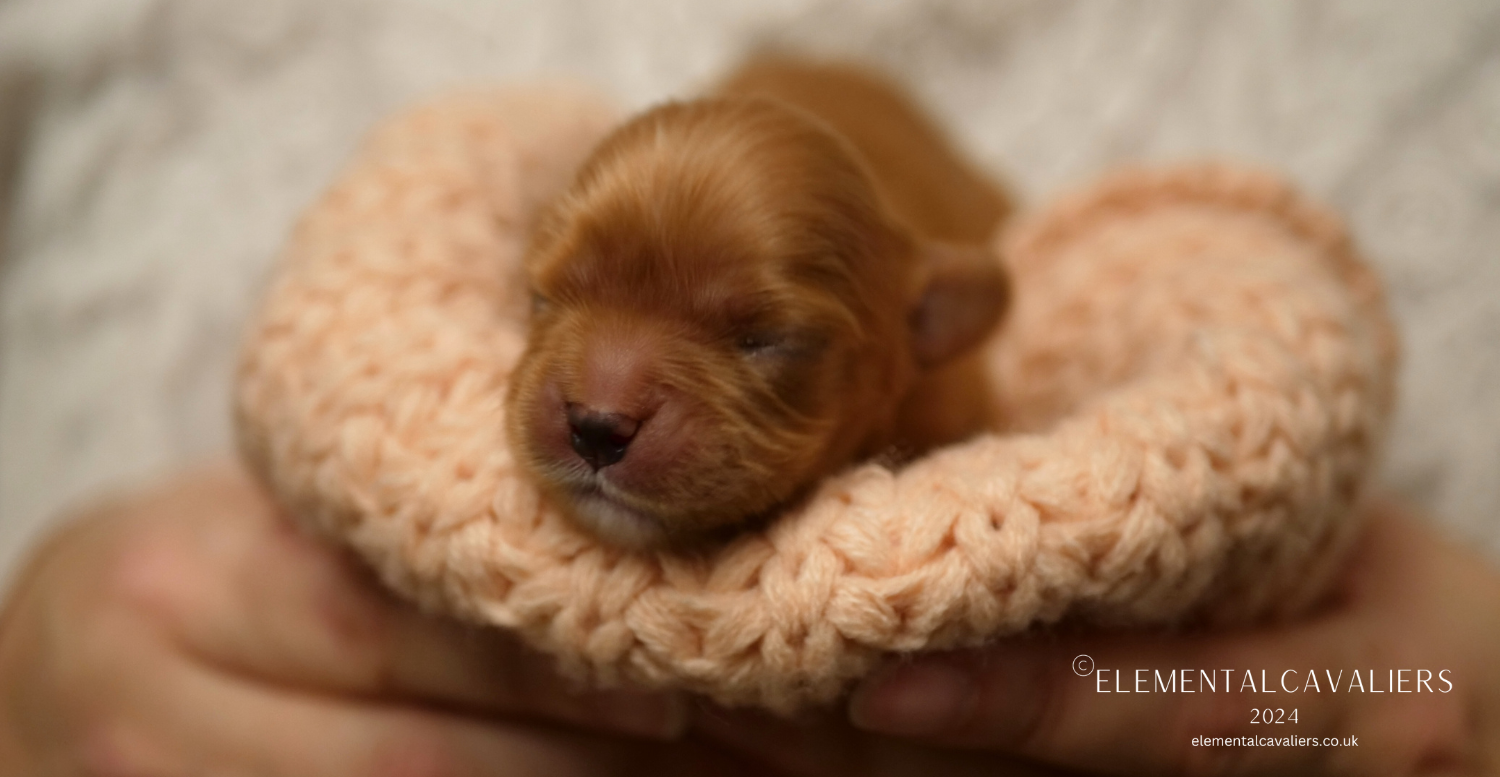 Bailey as a newborn puppy being held in Suzie's hands in a folded over peach woollen blanket