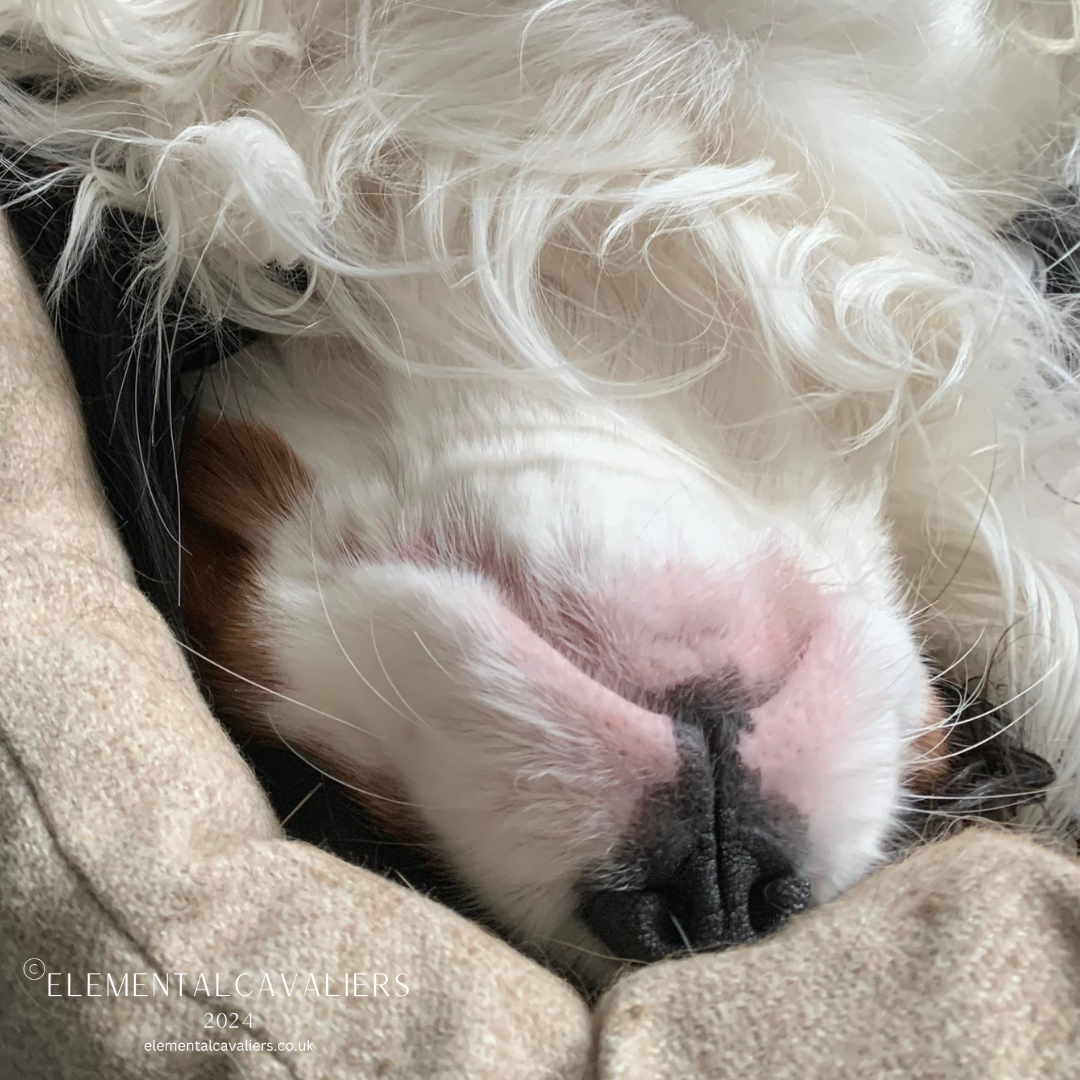 Philippe lays on his back in his beige Teddy Maximus bed and shows mostly his nose and chest fur