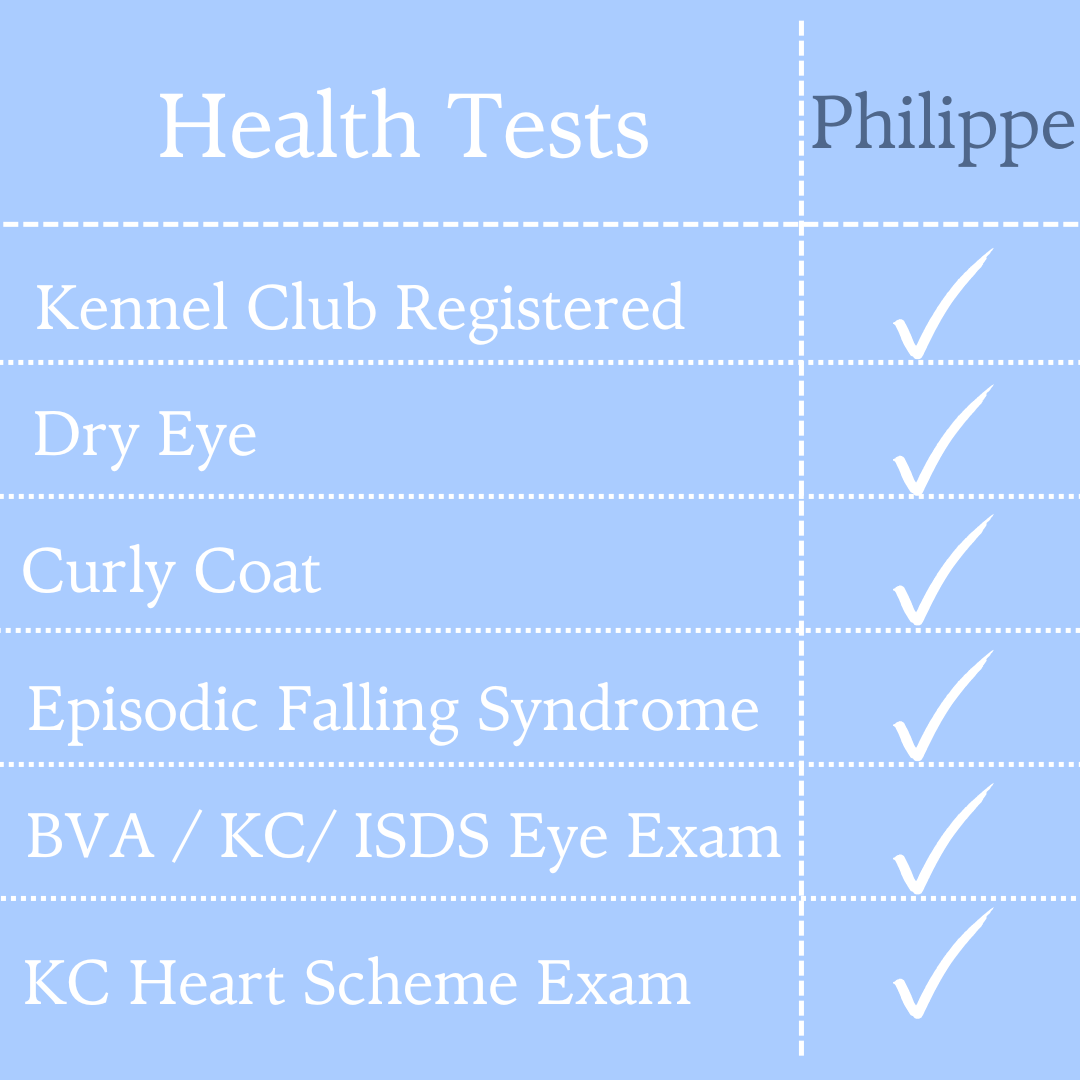 table showing Philippe's healths conducted indicated by ticks on the right hand side and also including being Kennel Club registered all on a blue background