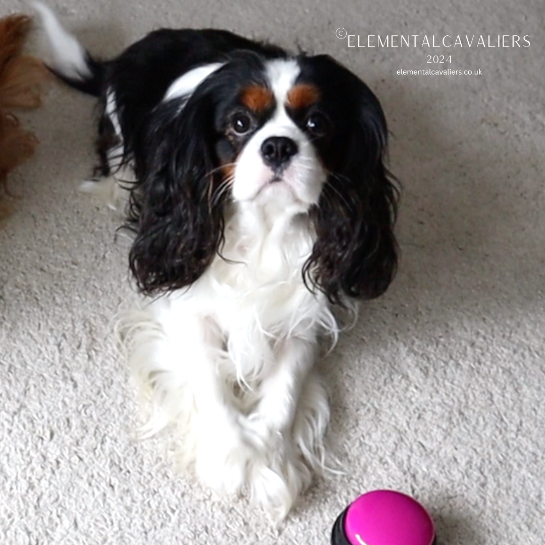 Philippe is laying down on the carpet with his pink button before practising Service dog command