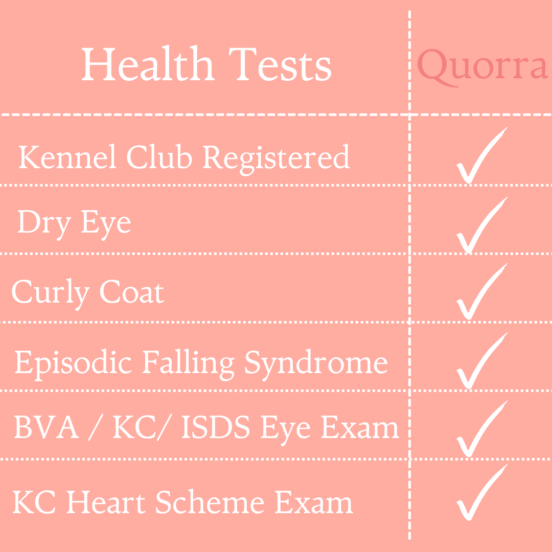 table showing Quorra's healths conducted indicated by ticks on the right hand side and also including being Kennel Club registered all on a peach background