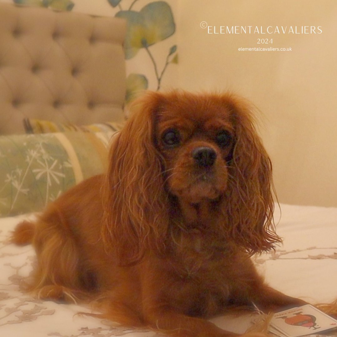 Quorra on a cream bed with a beige headboard and green cushions behind her has playing cards between her paws