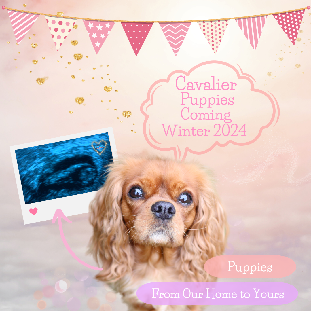 Quorra with a picture of a pregnancy scan saying that Cavalier puppies arriving Winter 2024 and puppies from our home to yours and pretty pink themed bunting across the top