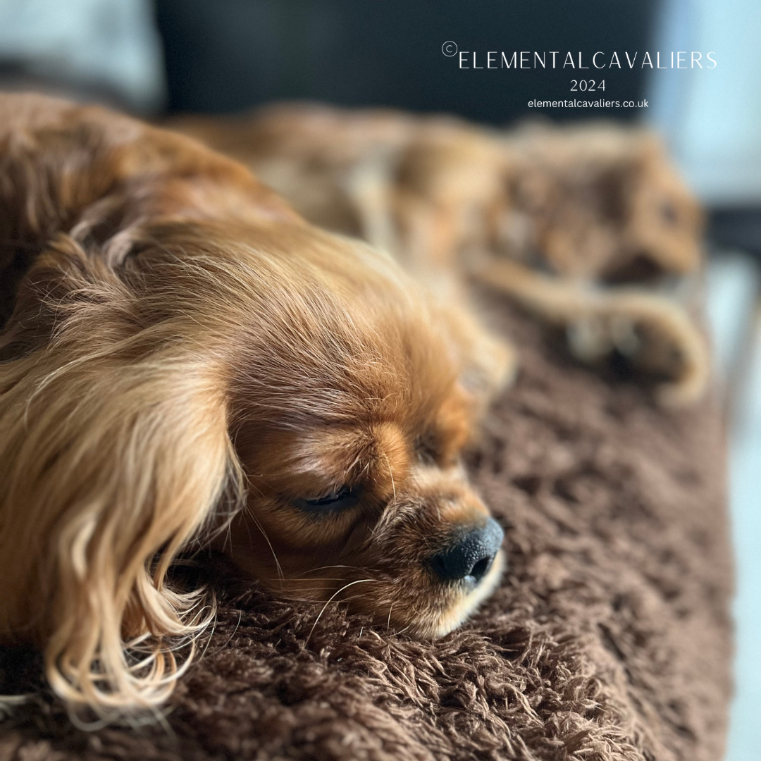 Ruby Cavaliers on a brown fluffy and soft cover asleep with Quorra in focus and Jessica behind out of focus