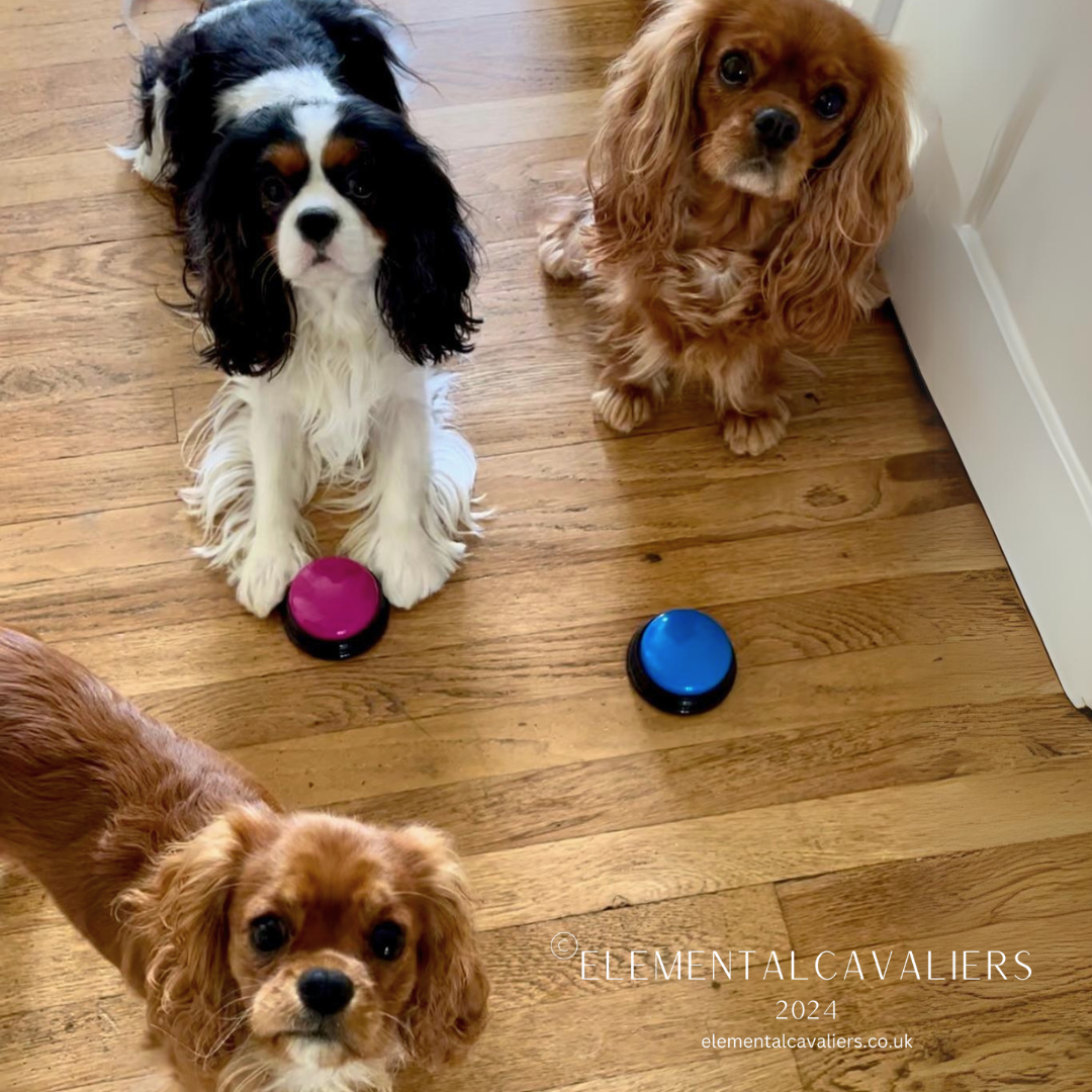 Cavaliers Phil Quorra and Jessica are on a wooden floor looking up at the camera with two coloured large buttons one blue the other pink