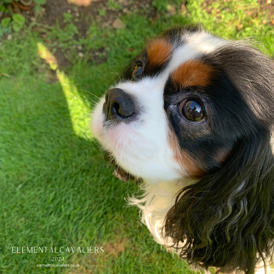 Tricolour Cavalier Philippe gazes upwards towards the camera whilst sitting on some grass