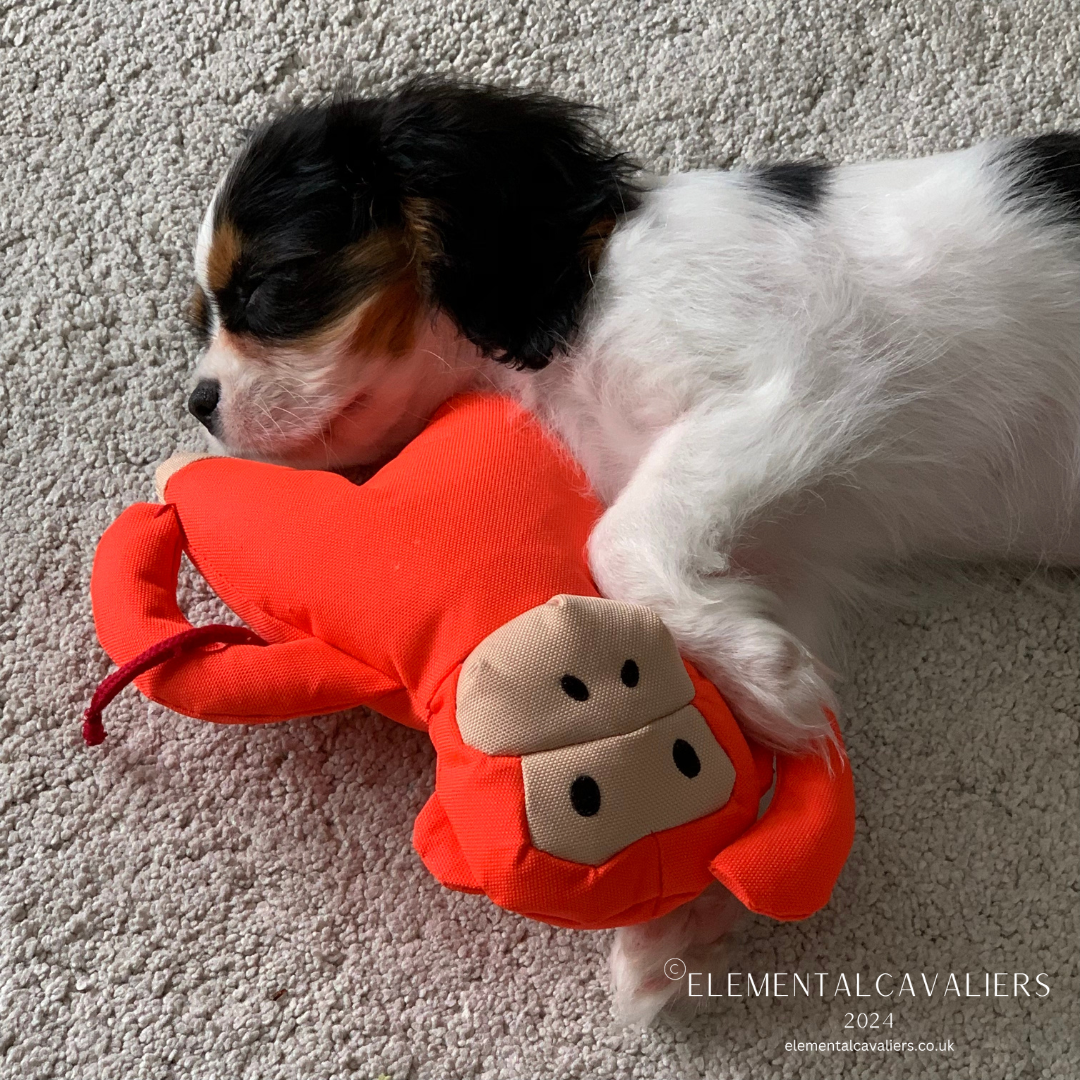 Philippe as a puppy cuddles his Beco orange monkey toy asleep on the carpet at home