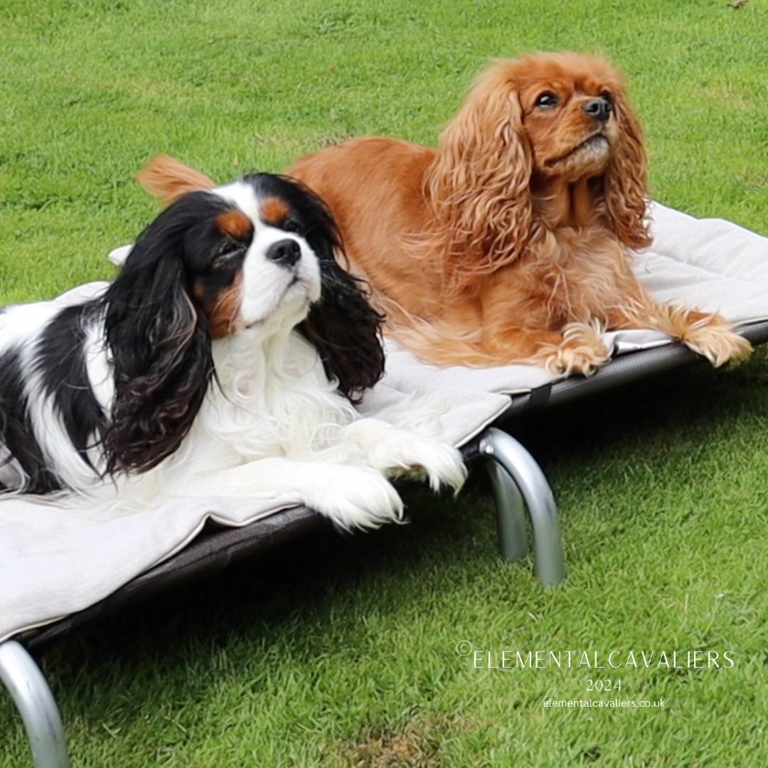 Cavaliers Philippe the Tricolour and Quorra the Ruby laying on separate outdoor dog beds outside on grass looking away