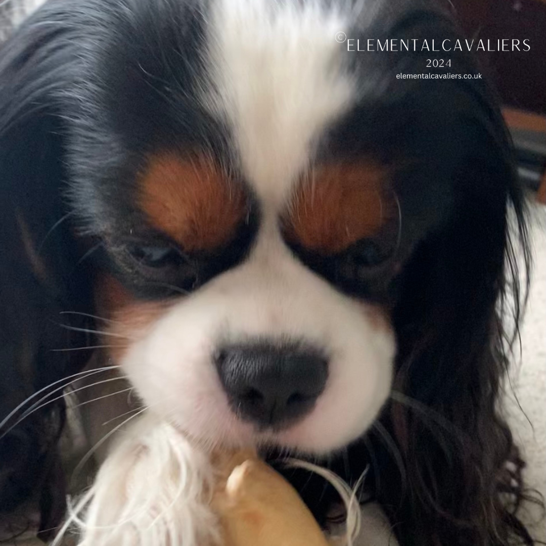 Close-up of mostly the face of Philippe happily chewing on a JR Pets stick