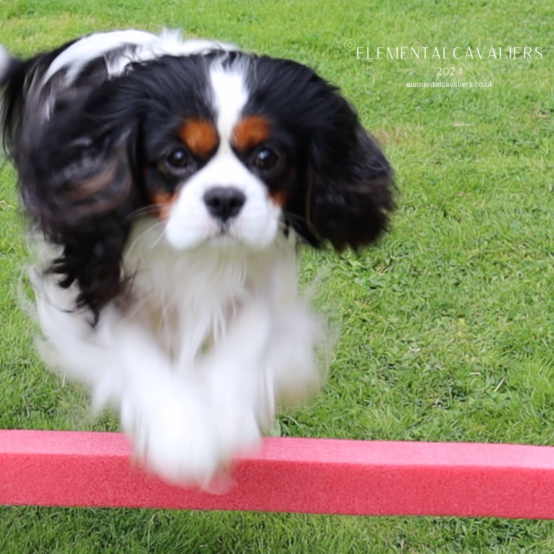 Philippe easily jumping over a red pole on a grass area