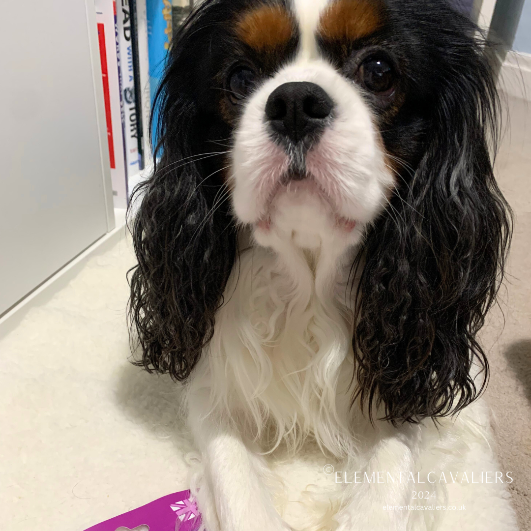 Philippe keeping me company in my study on his sheepskin rug with a bookshelf to his side and a purple packet of Forthglade treats to the side of his leg