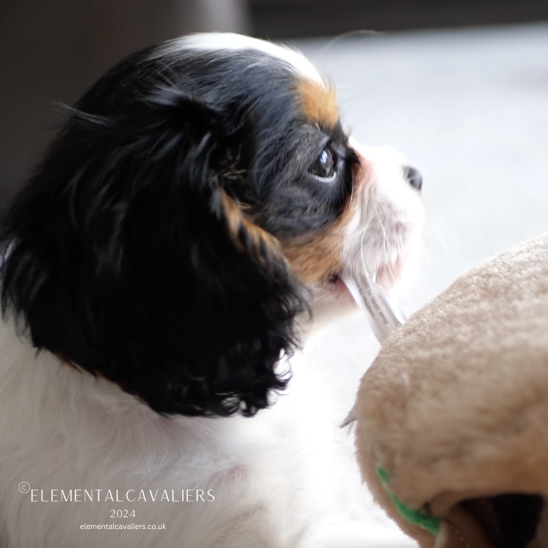 Side profile of Philippe as a puppy sucking on the label of an Outward Hound soft toy