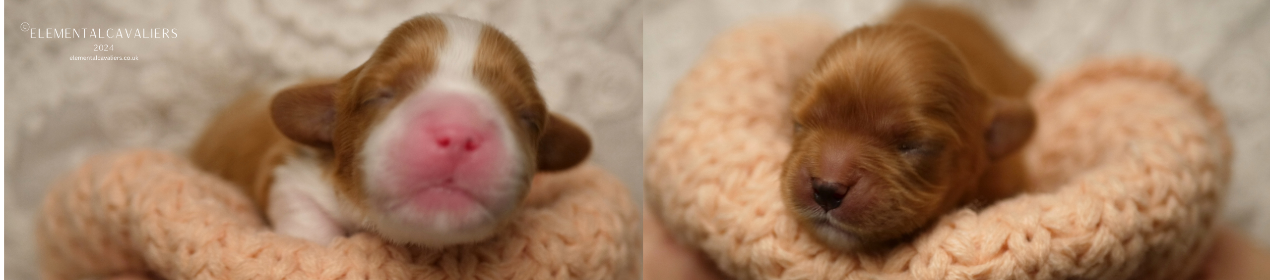 Theo and Bailey as tiny newborn Cavalier puppies being held within a folded peach woollen blanket