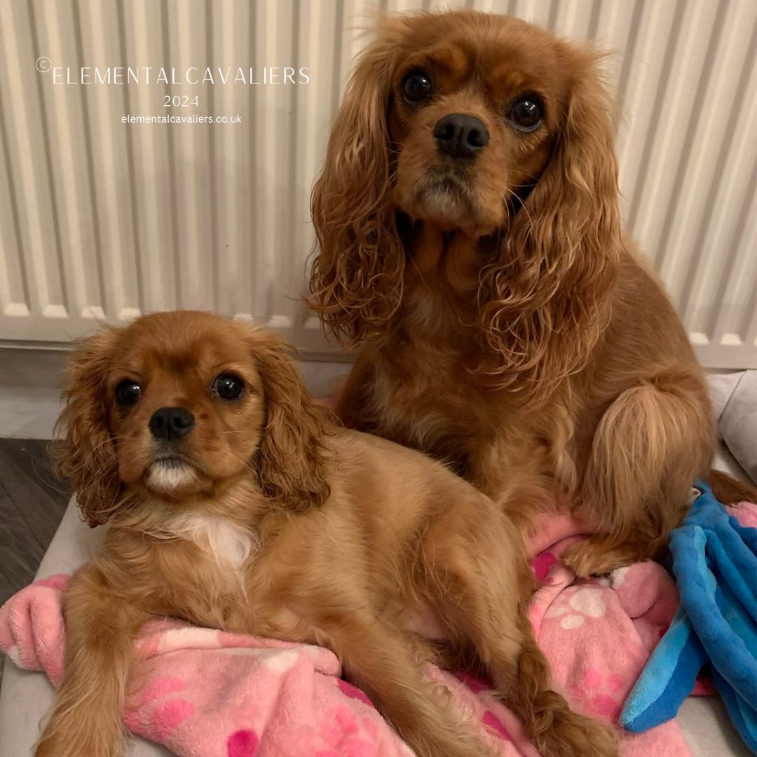 Ruby Cavaliers Quorra and Jessica mum and daughter puppy at home in a cream bed with a pink blanket and blue octopus toy and the radiator behind