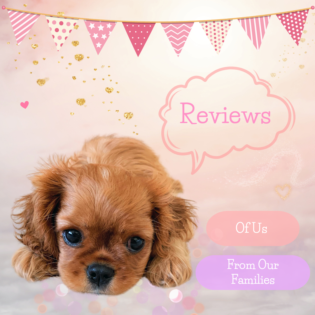 Testimonials-reviews